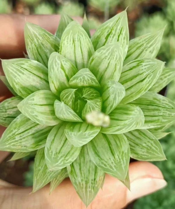 3PCS Variegata Obtusa Liliaceae Haworthia Succulent plant Beautiful Plants