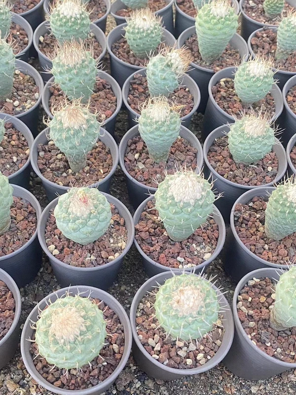 4CM Strombocactus disciformis RareSucculent Plant Boutique Garden