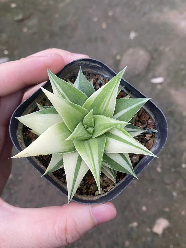 RareSucculent Plant Haworthia 'Manda's Hybrid' Variegated Garden Decoration
