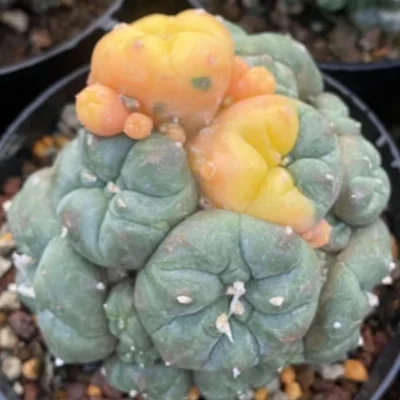 Astrophytum myriostigma Ariocarpus.variegata self root 6-7CM
