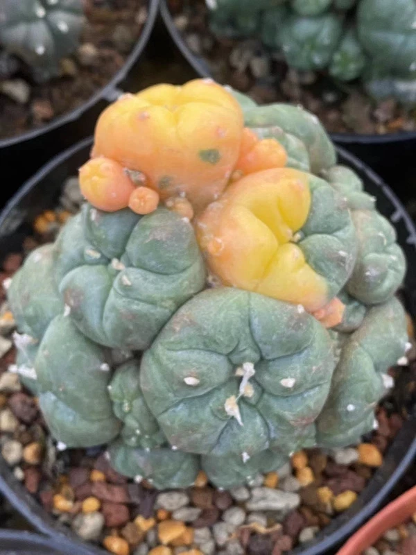 Astrophytum myriostigma Ariocarpus.variegata self root 6-7CM