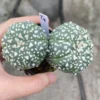 Astrophytum asterias V-Type seedinggrowth Succulent cactus WYSIWYG T4
