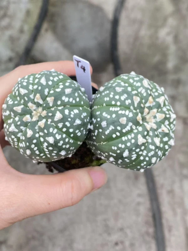 Astrophytum asterias V-Type seedinggrowth Succulent cactus WYSIWYG T4