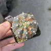 Succulent Plant Astrophytum asterias Garden Decor Boutique WYSIWYG T34