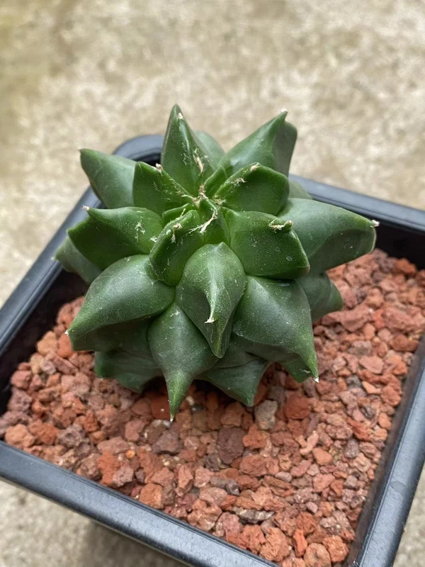 Astrophytum myriostygma 'Kikko' - SeedGrown WYSIWYG 7.8CM