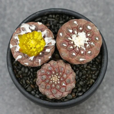 Copiapoa Hypogaea Cactaceae Succulent Cactus Plant Beautiful 3PCS 3.5CM
