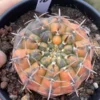 6.3CMSucculent Plant Gymnocalycium stellatum variegated seedgrowth WYSIWYG#10