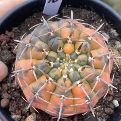 6.3CMSucculent Plant Gymnocalycium stellatum variegated seedgrowth WYSIWYG#10