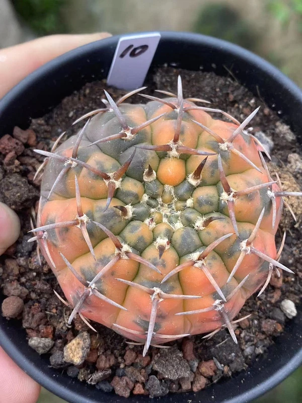 6.3CMSucculent Plant Gymnocalycium stellatum variegated seedgrowth WYSIWYG#10
