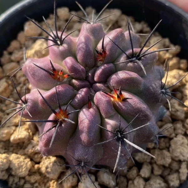 Succulent Neochilenia jussieui cactus Cacti Succulent real plant 4CM