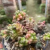 Raresucculents plants Gymnocalycium Mihanovich monstrose big size 8-9CM