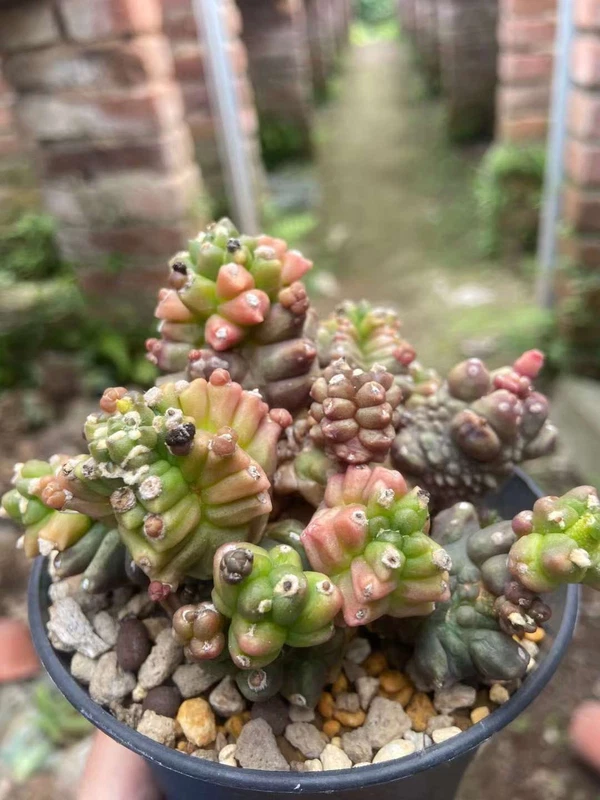 Raresucculents plants Gymnocalycium Mihanovich monstrose big size 8-9CM