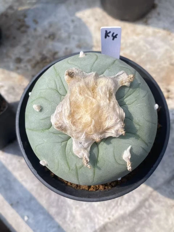 RareSucculent Plant LF Cactus seedgrowth Boutique Garden Decor WYSIWYG K4