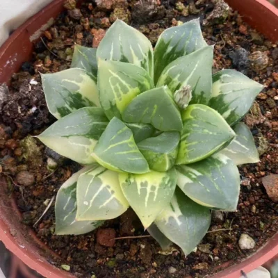 Haworthia cv ‘Paradise Flower’ variegate, Haworthia hybrid variegate Succulent