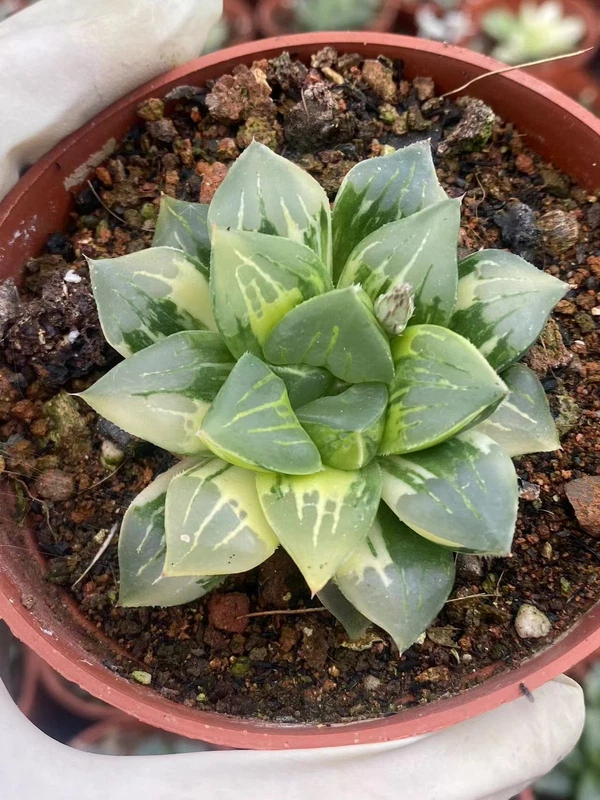 Haworthia cv ‘Paradise Flower’ variegate, Haworthia hybrid variegate Succulent