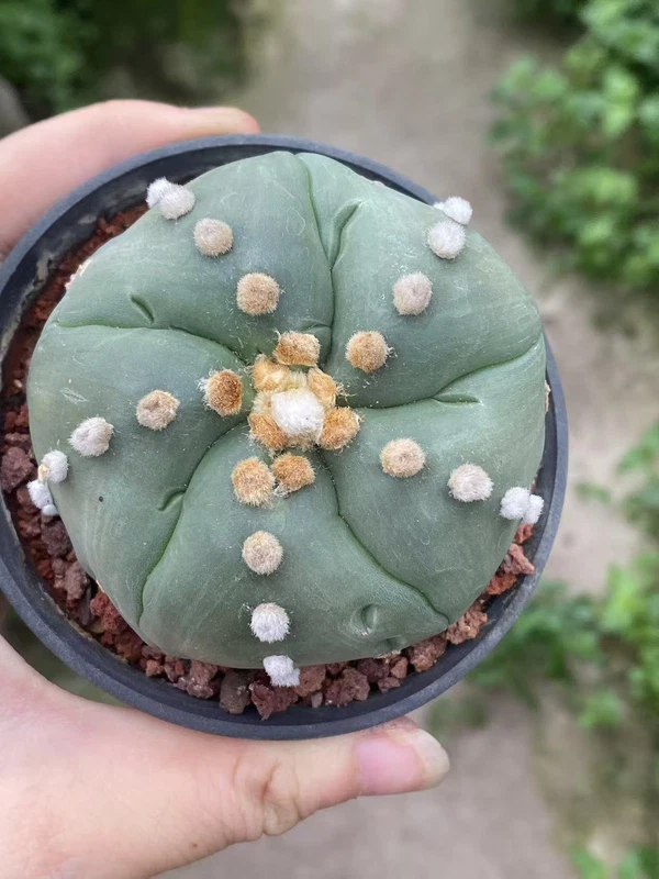 Succulent cactus Plant Astrophytum asterias Seedgrown WYSIWYG Unique