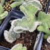 RareSucculent Plant Stapelianthus pilosus cristata Home Garden Plant
