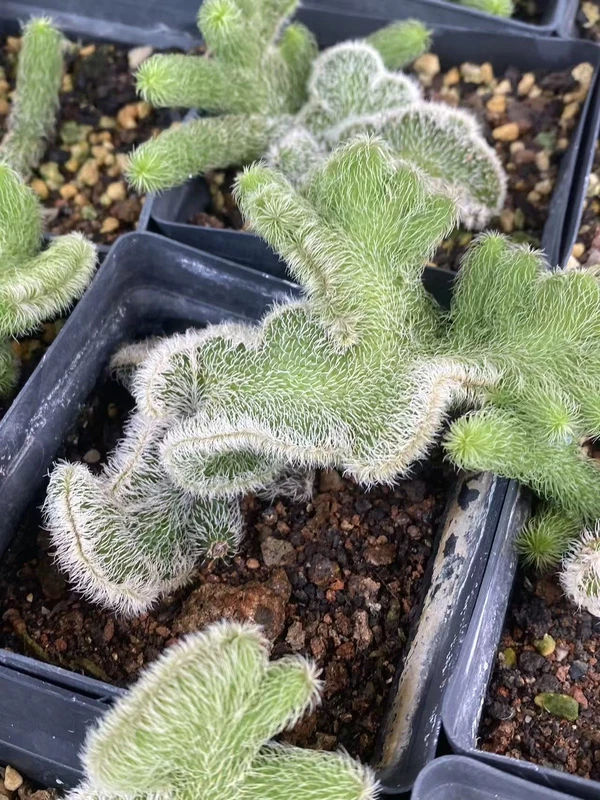 RareSucculent Plant Stapelianthus pilosus cristata Home Garden Plant