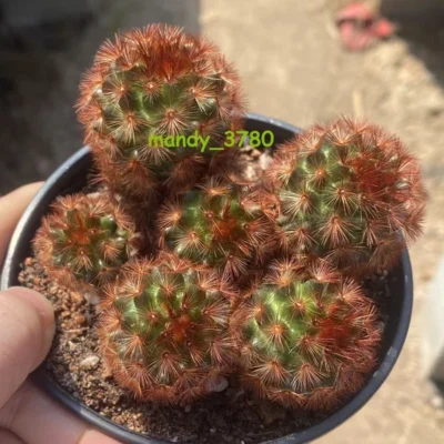 Multi HeadsRed thorn Mammillaria carmenae selfroot RareSucculent Plant