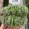 Gymnocalycium anisitsii Cristata cactus Succulent Home Bonsai WYSIWYG#124
