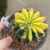 7.2CM RareSucculent Plant Echinocactus texensis variegated seedgrowth WYSIWYG 6#