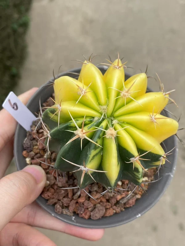 7.2CM RareSucculent Plant Echinocactus texensis variegated seedgrowth WYSIWYG 6#