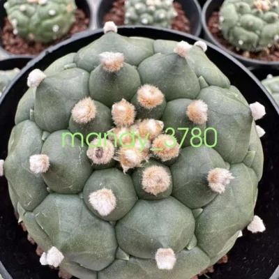 Astrophytum asterias Primitive succulent plants, beautiful plants 7cm