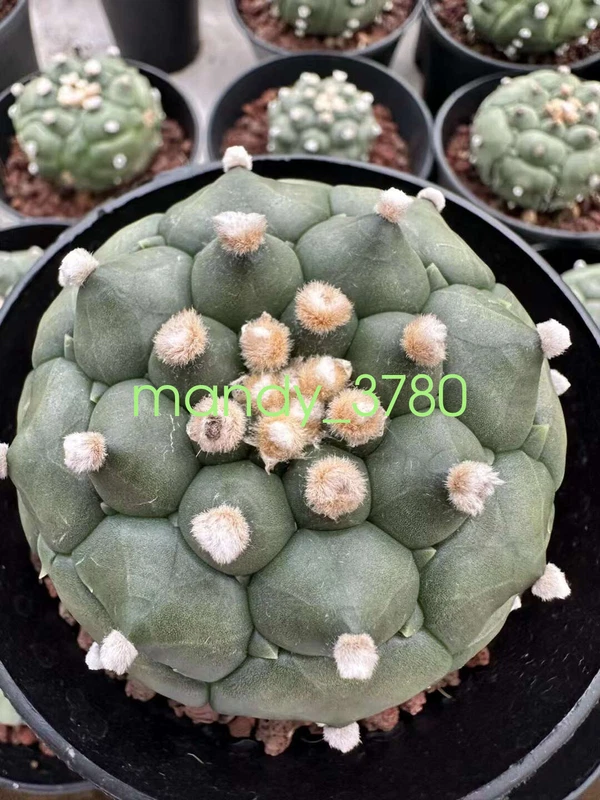 Astrophytum asterias Primitive succulent plants, beautiful plants 7cm