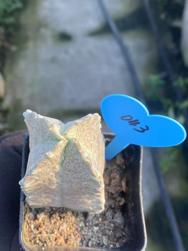 Whitesloanea crassa Pseudolithos cubiformis Raresucculent cactus WYSIWYG 043#