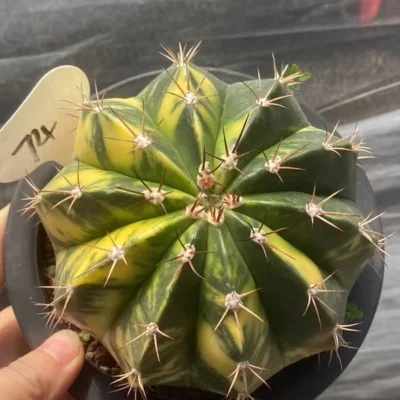 Melocactus Variegated Succulent plants Garden decoration seedgroth WYSIWYG74#