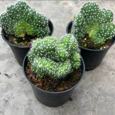 Echinopsis eyriesii cristata RareSucculent Plant Garden Décor Boutique 5-7CM