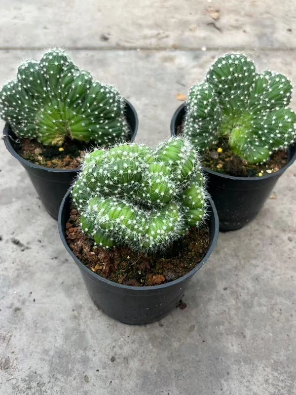 Echinopsis eyriesii cristata RareSucculent Plant Garden Décor Boutique 5-7CM