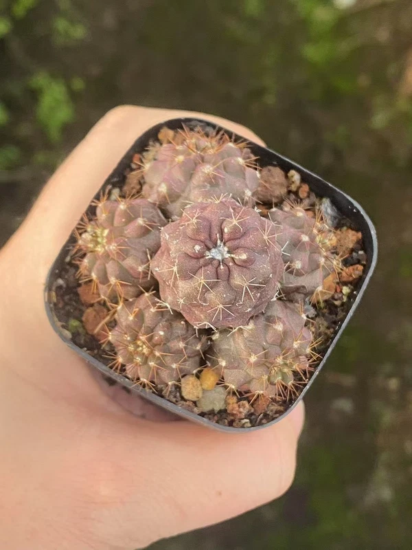 Copiapoa seedgrowth Succulent Cacti Cactaceae Cactus Garden Décor WYSIWYG