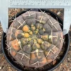 7.9CMRareSucculent Plant Gymnocalycium stellatum variegated WYSIWYG#4 seedgrowth