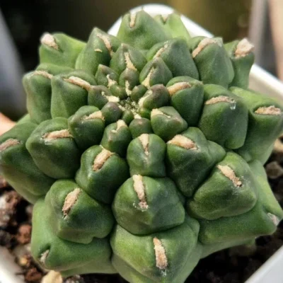 3-4cm cactus Succulent plants Gymnocalycium Mihanovichii inermis monstrose