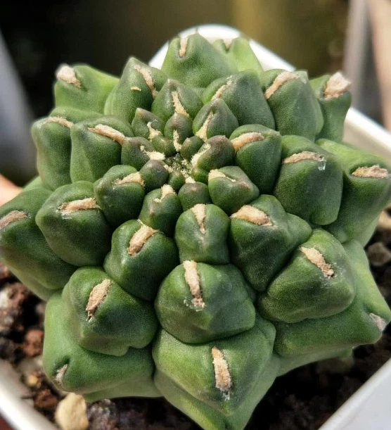 3-4cm cactus Succulent plants Gymnocalycium Mihanovichii inermis monstrose