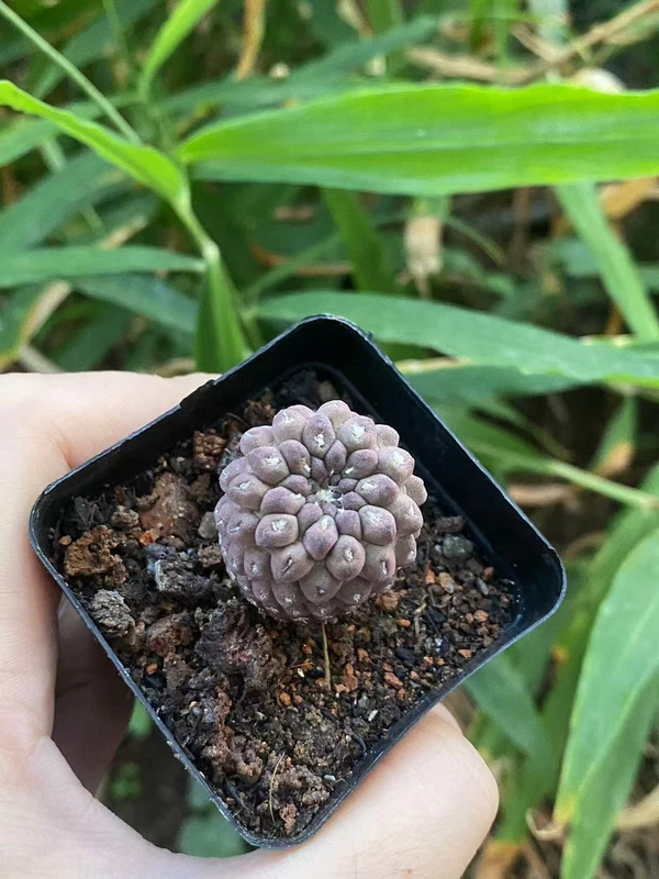 Neoporteria napina purple Beautiful RareSucculent plant WYSIWYG seedgrowth