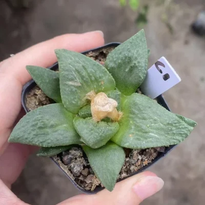 Ariocarpusfissuratus retusus Succulent seedgrowth WYSIWYG C4 Garden Décor