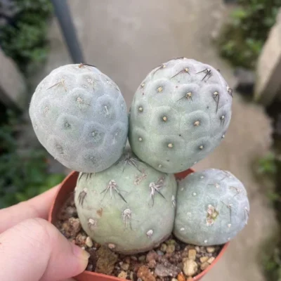Multi Heads Tephrocactus geometricus cactus Succulent Home Bonsai WYSIWYG-2#