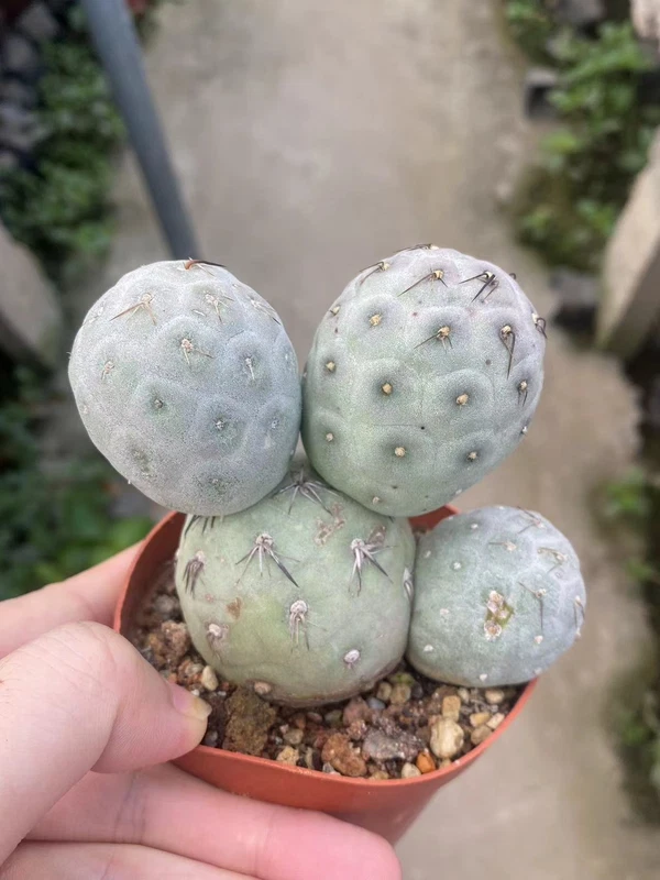 Multi Heads Tephrocactus geometricus cactus Succulent Home Bonsai WYSIWYG-2#