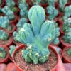 Cactus Plants Cereussp.f.monst Arhat Cristata Beautiful Cactus 7-10CM 1PCS