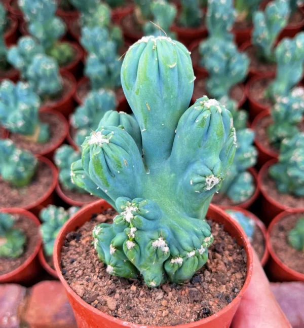 Cactus Plants Cereussp.f.monst Arhat Cristata Beautiful Cactus 7-10CM 1PCS