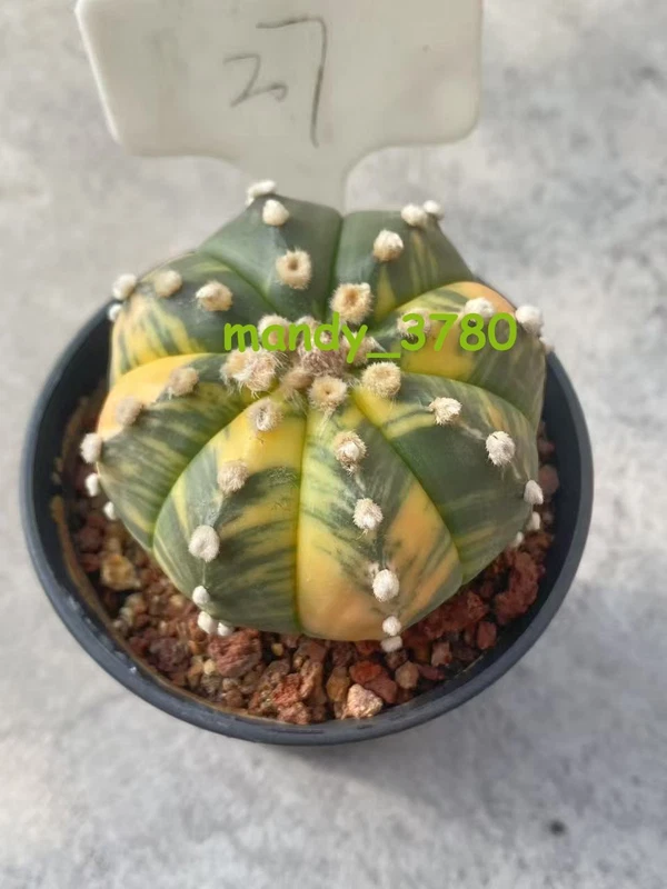 RareSucculent plant Astrophytum asterias Variegated seedgrowth WYSIWYG 27#
