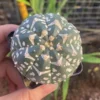 Astrophytum asterias V-Type seedinggrowth Succulent cactus WYSIWYG