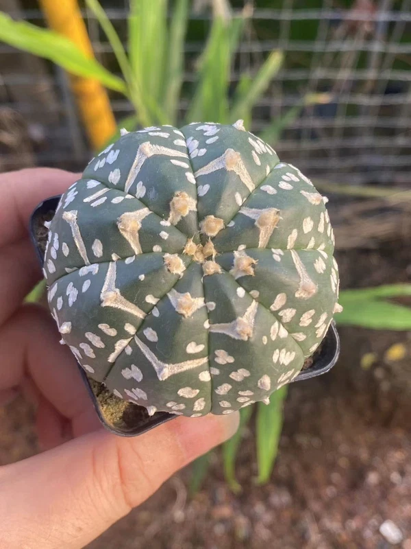 Astrophytum asterias V-Type seedinggrowth Succulent cactus WYSIWYG