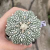 Succulent Plant Astrophytum asterias star shap Seedgrown WYSIWYG Unique #T10