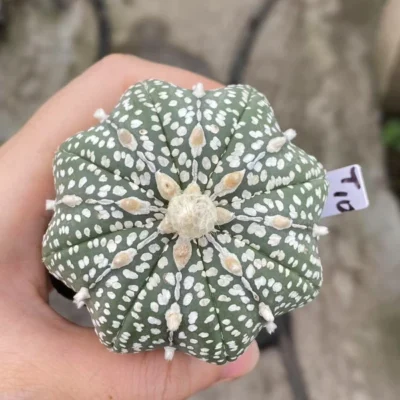 Succulent Plant Astrophytum asterias star shap Seedgrown WYSIWYG Unique #T10