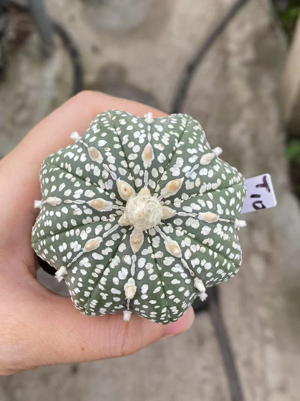 Succulent Plant Astrophytum asterias star shap Seedgrown WYSIWYG Unique #T10
