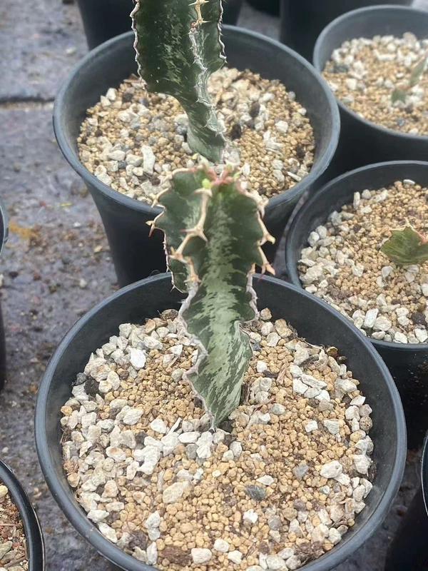 Euphorbia Cactaceae Succulent Cactus Plant Beautiful seedgrowth 4-5CM