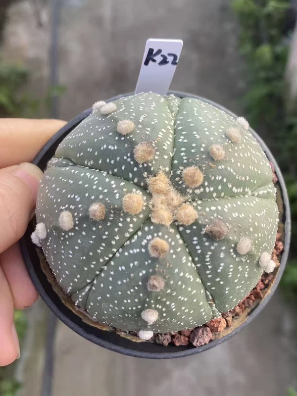 Succulent cactus Plant Astrophytum asterias 'Ooibo' Seedgrown WYSIWYG Unique K22